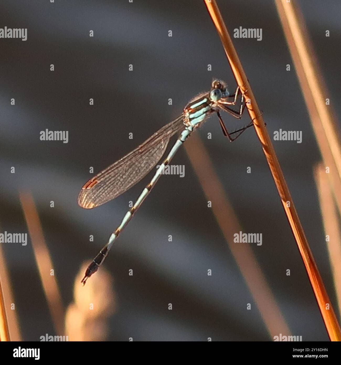 Blue Ringtail (Austrolestes annulosus) Insecta Stock Photo - Alamy