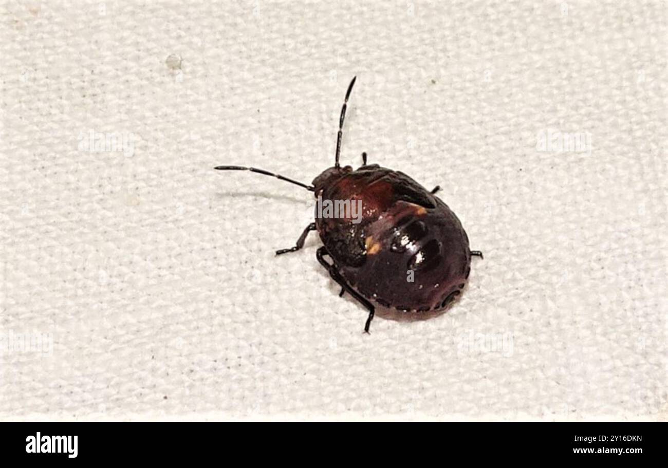 Pittosporum shield bug (Monteithiella humeralis) Insecta Stock Photo ...