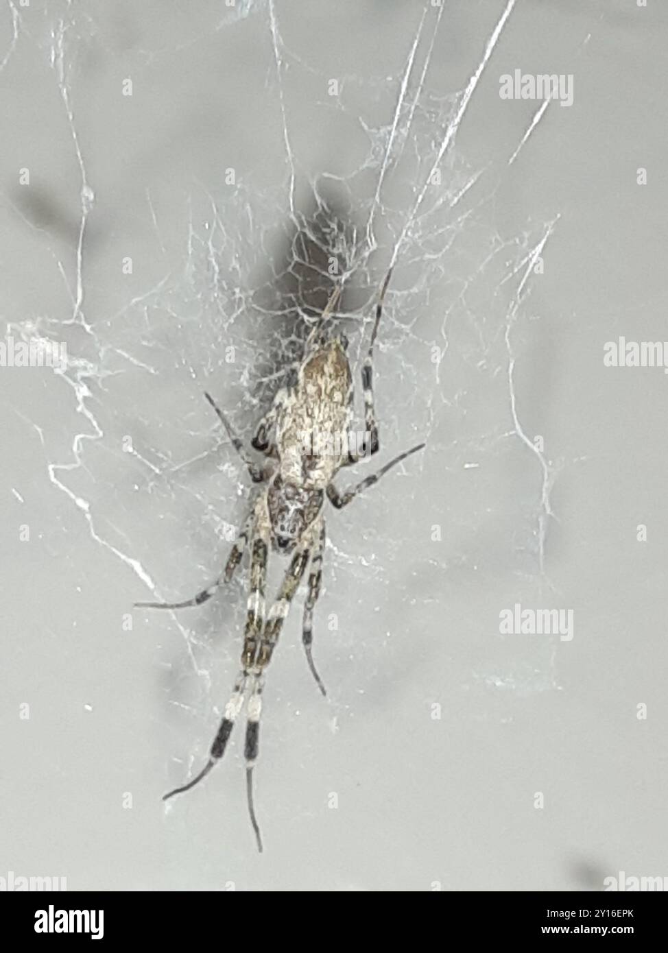 Ninja-star Ceiling Spider (Zosis geniculata) Arachnida Stock