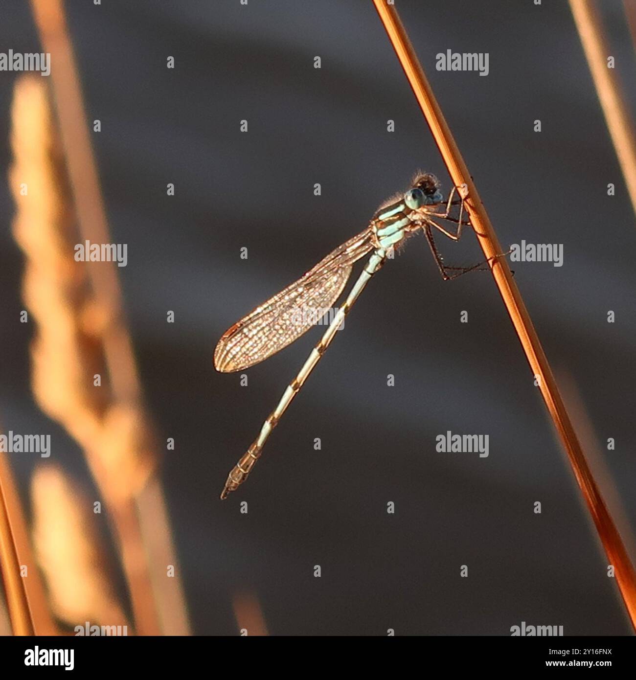 Blue Ringtail (Austrolestes annulosus) Insecta Stock Photo - Alamy