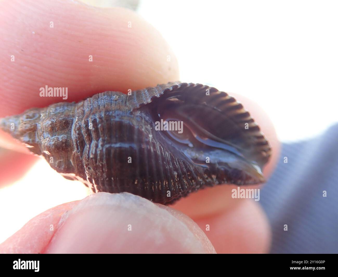 Dire whelk hi-res stock photography and images - Alamy