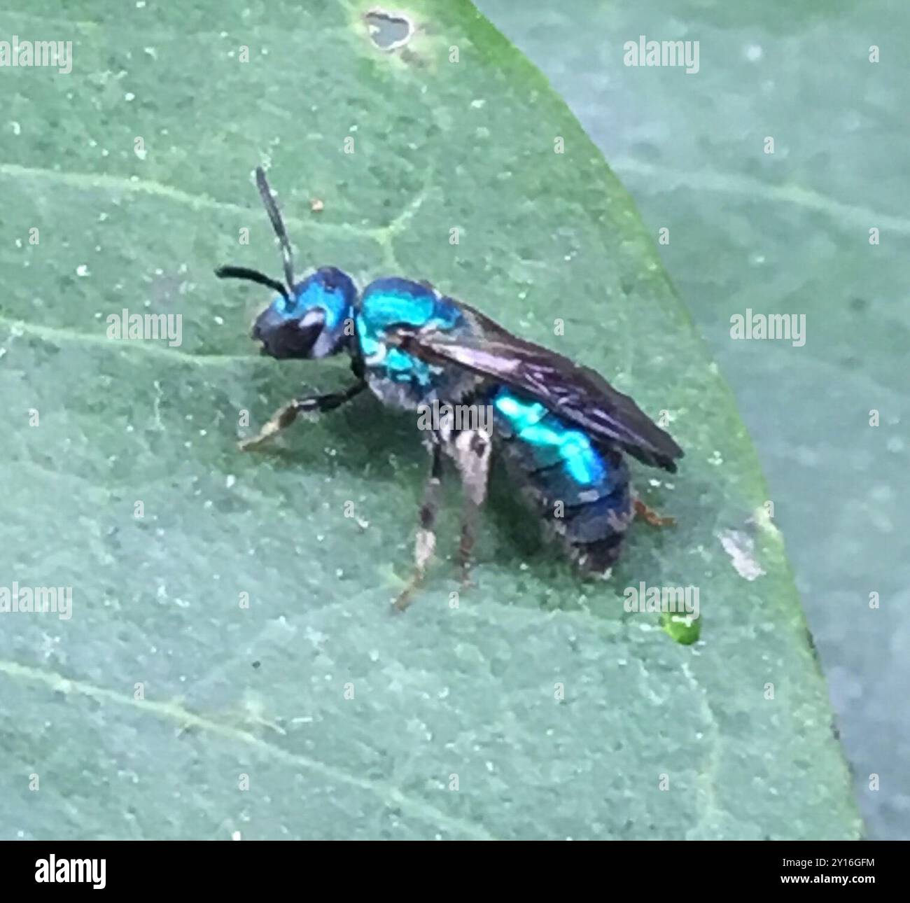 Pure Green Sweat bee (Augochlora pura) Insecta Stock Photo