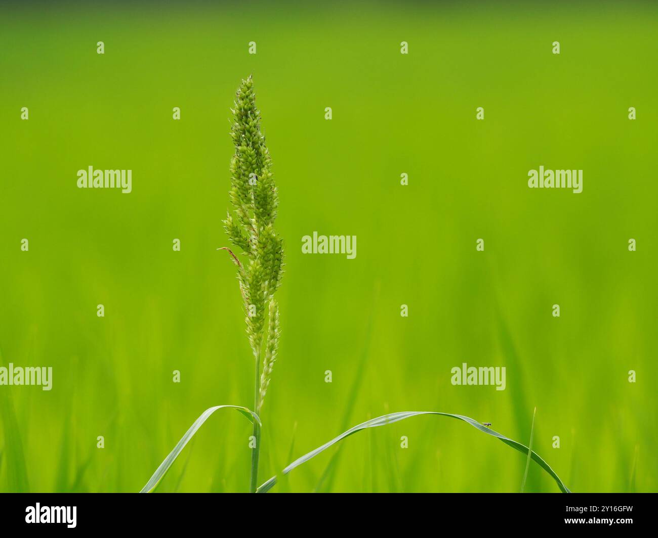 Jungle Rice (Echinochloa colonum) Plantae Stock Photo - Alamy
