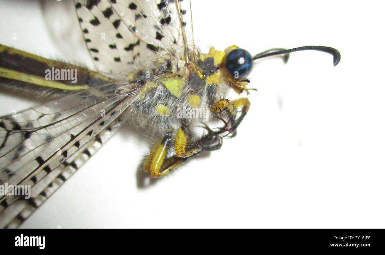 Dotted Veld Antlion (Palpares sobrinus) Insecta Stock Photo - Alamy