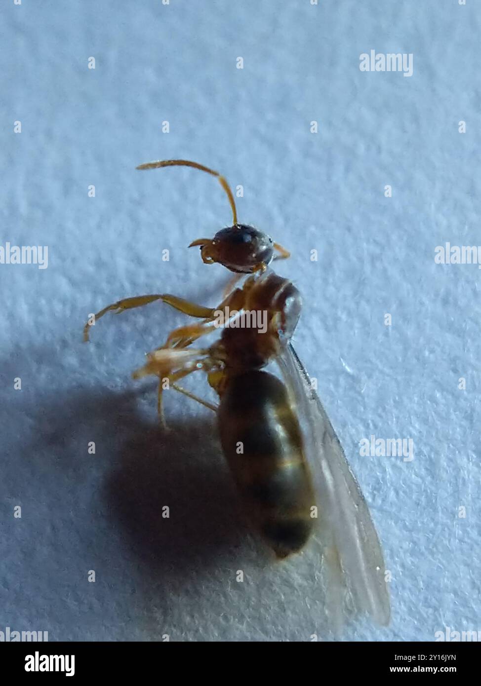 Rover Ants (Brachymyrmex) Insecta Stock Photo - Alamy