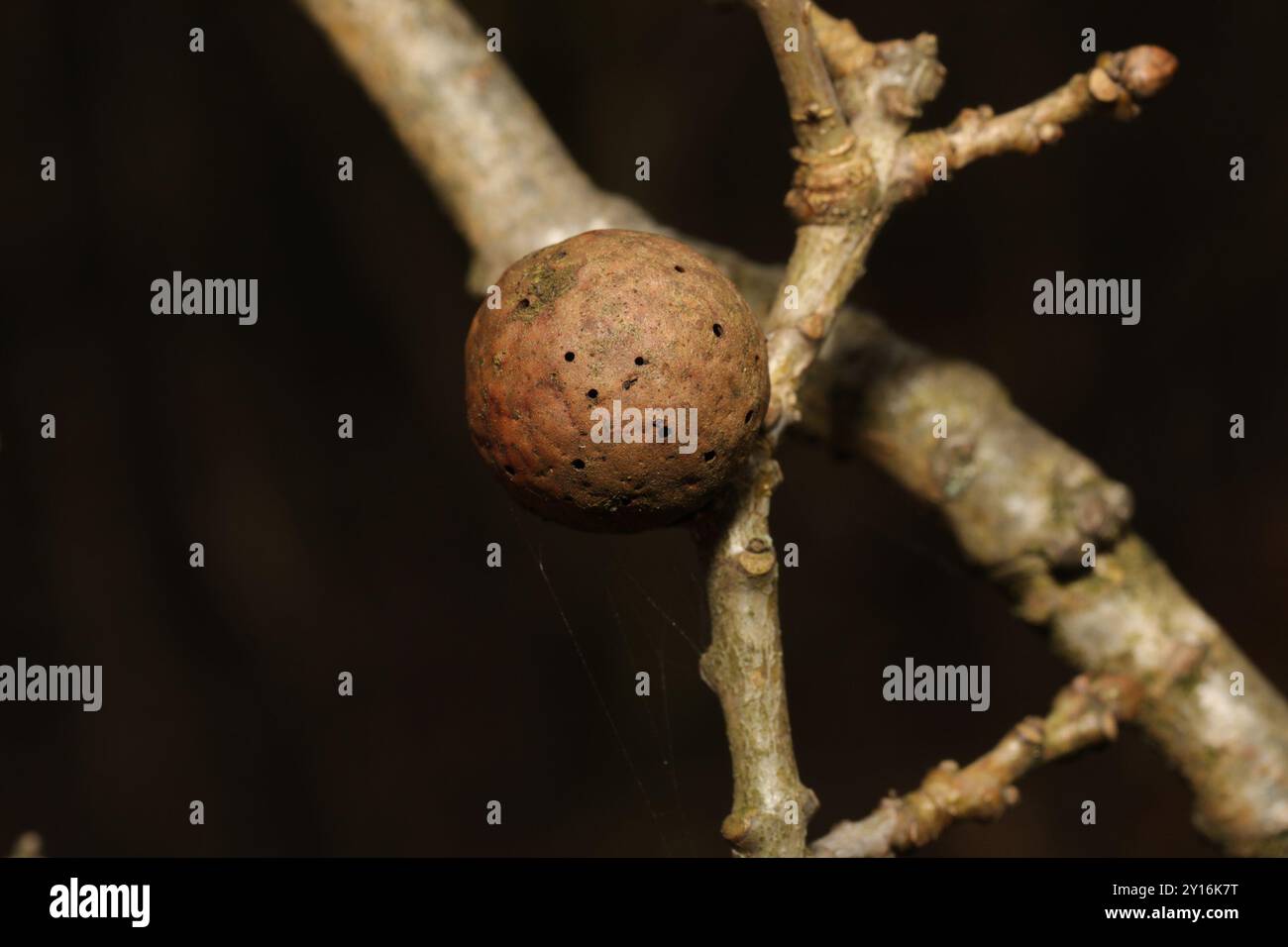 Oak Marble Gall Wasp (Andricus kollari) Insecta Stock Photo - Alamy