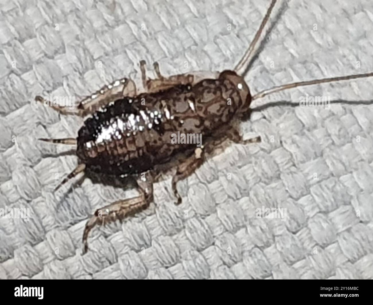 Cockroaches and Termites (Blattodea) Insecta Stock Photo - Alamy