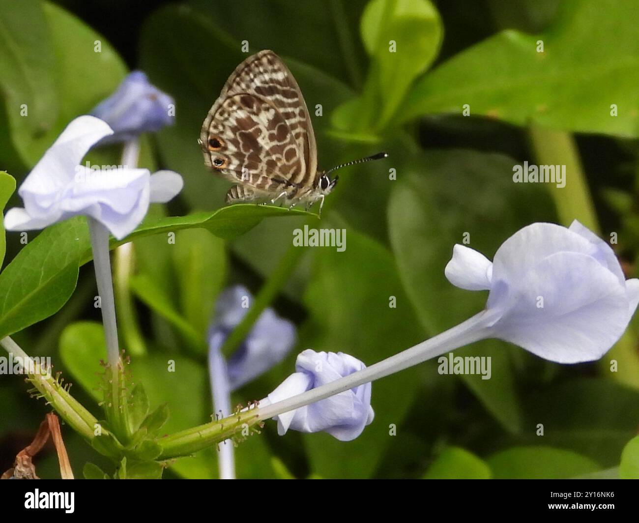 Zebra Blue (Leptotes plinius) Insecta Stock Photo - Alamy