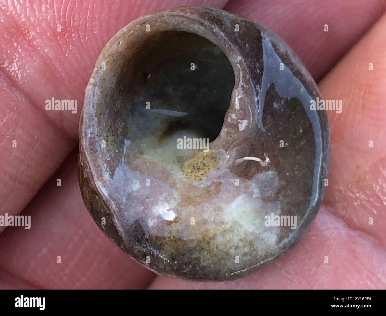 Brown Tegula (Tegula brunnea) Mollusca Stock Photo - Alamy
