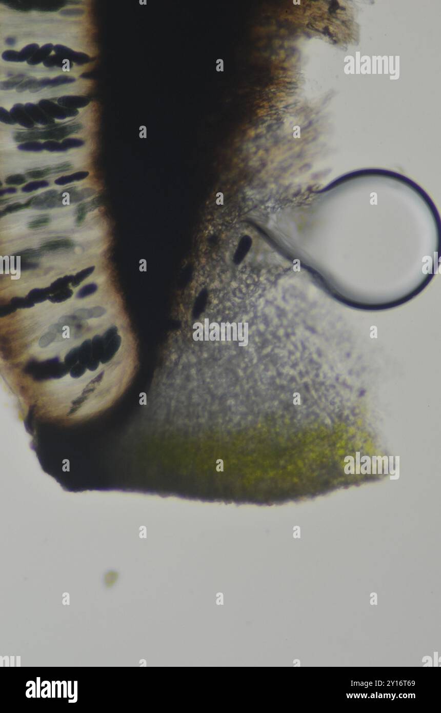 lemon map lichen (Rhizocarpon macrosporum) Fungi Stock Photo - Alamy