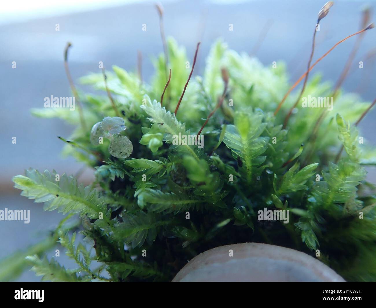 Plagiothecium denticulatum
