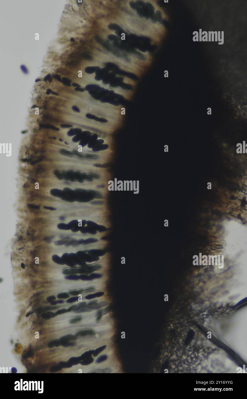 lemon map lichen (Rhizocarpon macrosporum) Fungi Stock Photo - Alamy
