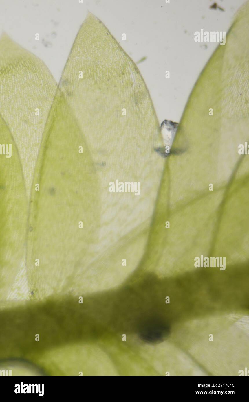Toothed Plagiothecium Moss (Plagiothecium denticulatum) Plantae Stock ...