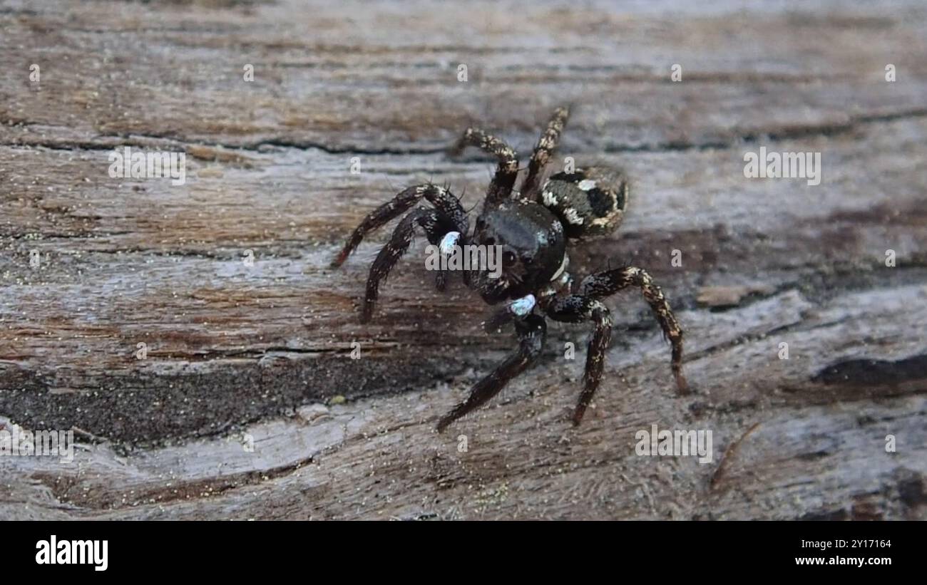 Twinflagged Jumping Spider (Anasaitis canosus) Arachnida Stock Photo