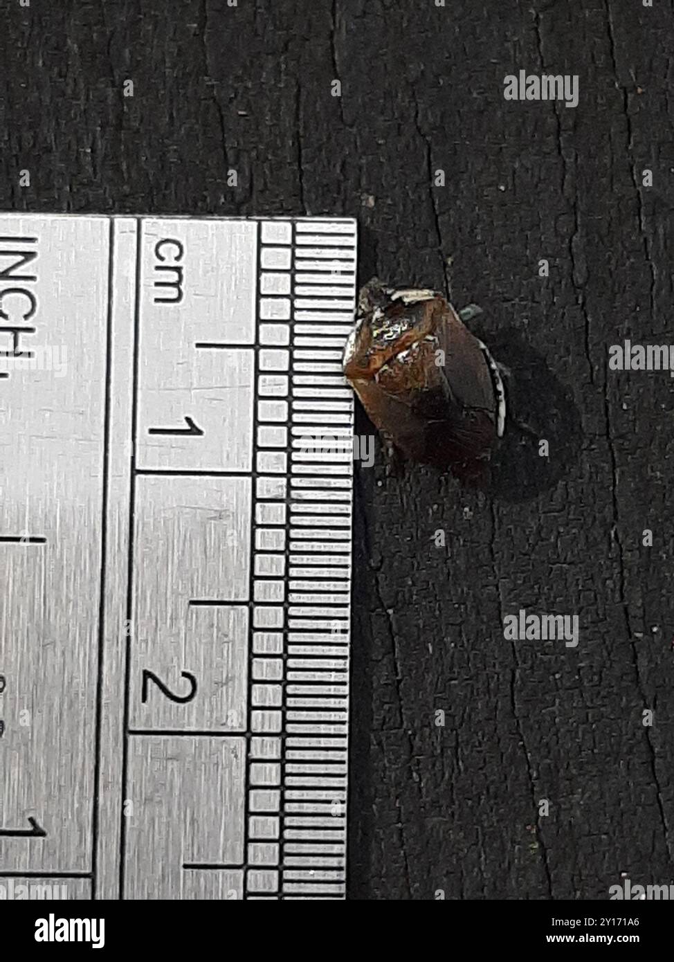 Pittosporum shield bug (Monteithiella humeralis) Insecta Stock Photo ...