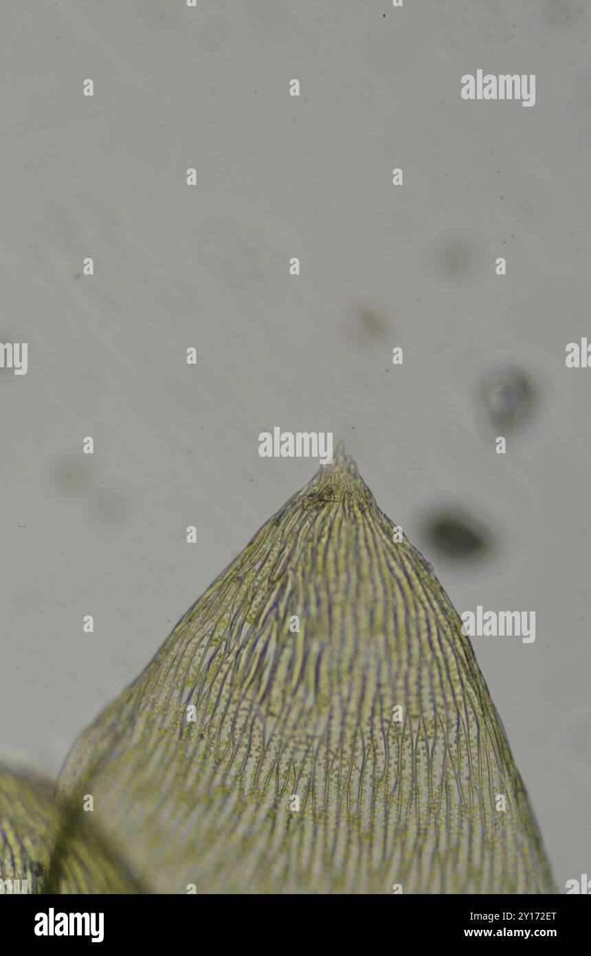 Toothed Plagiothecium Moss (Plagiothecium denticulatum) Plantae Stock ...