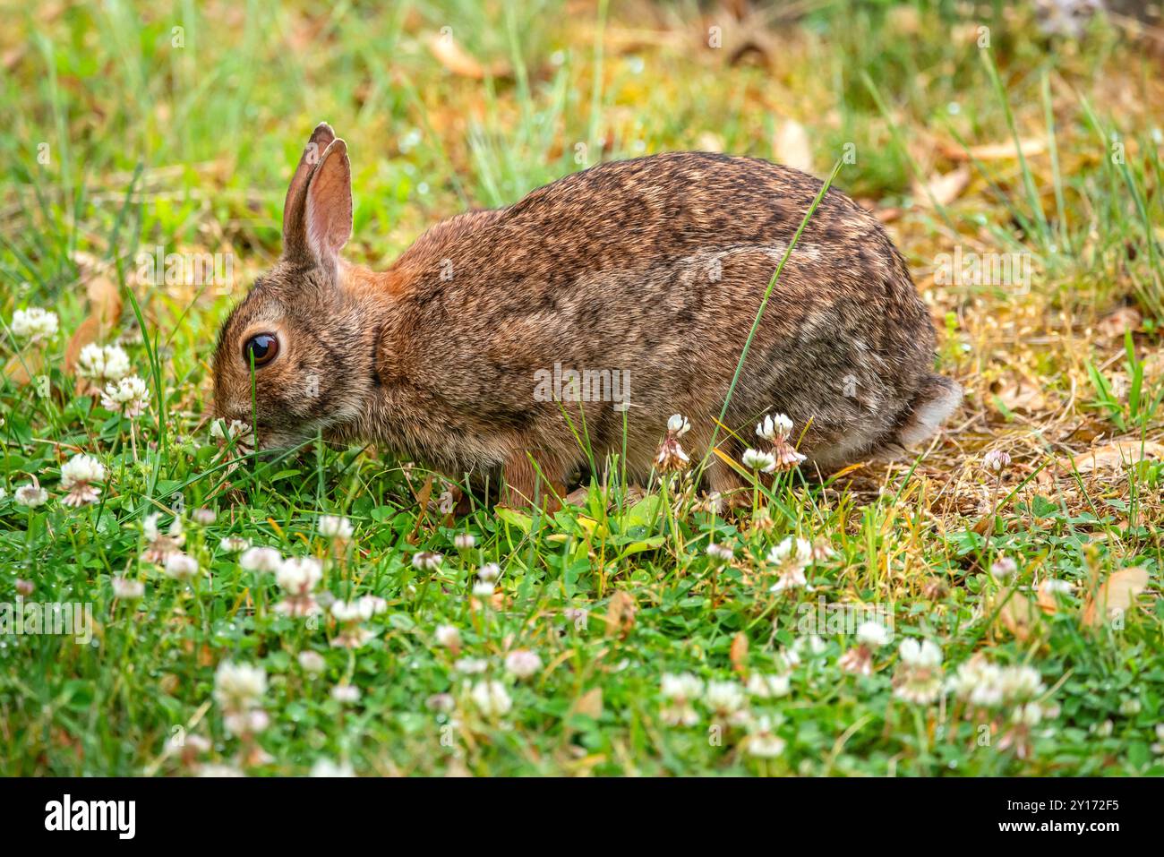 Cartoon rabbit graphic hi-res stock photography and images - Alamy