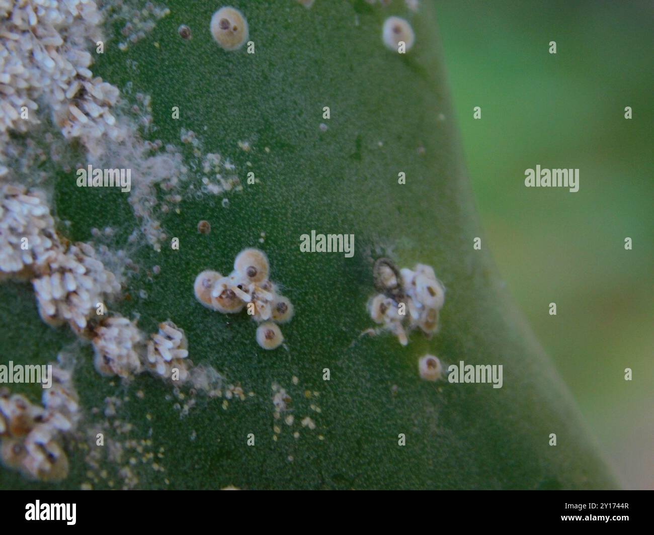 prickly pear scale (Diaspis echinocacti) Insecta Stock Photo - Alamy