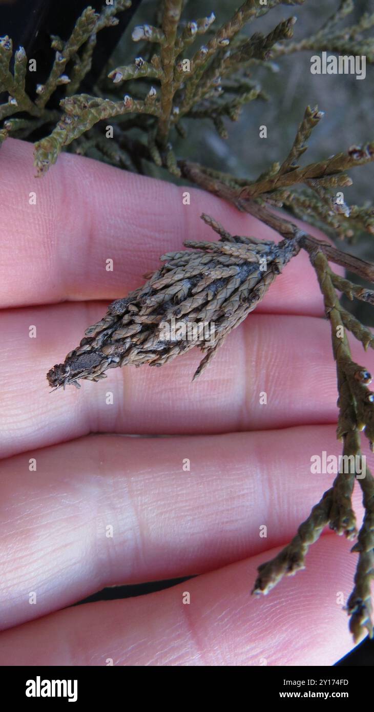 Evergreen bagworm moth hi-res stock photography and images - Alamy