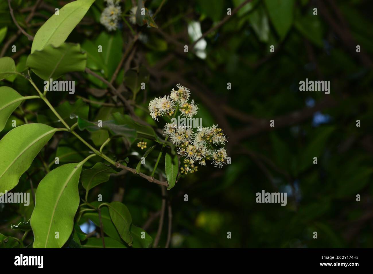 Java plum (Syzygium cumini) Plantae Stock Photo - Alamy