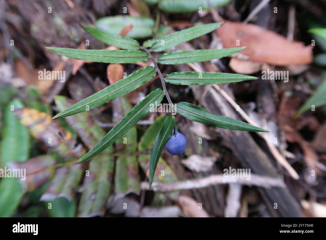 Turquoise Berry Turquoise Berry (Drymophila cyanocarpa) Plantae Stock Photo - Alamy