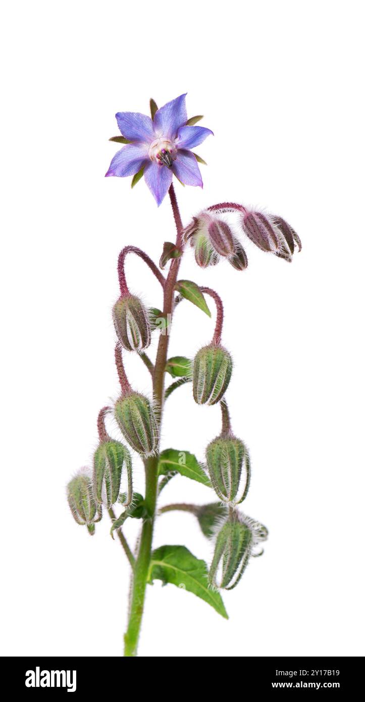 Borage flowers isolated on white background. Borago officinalis bush ...