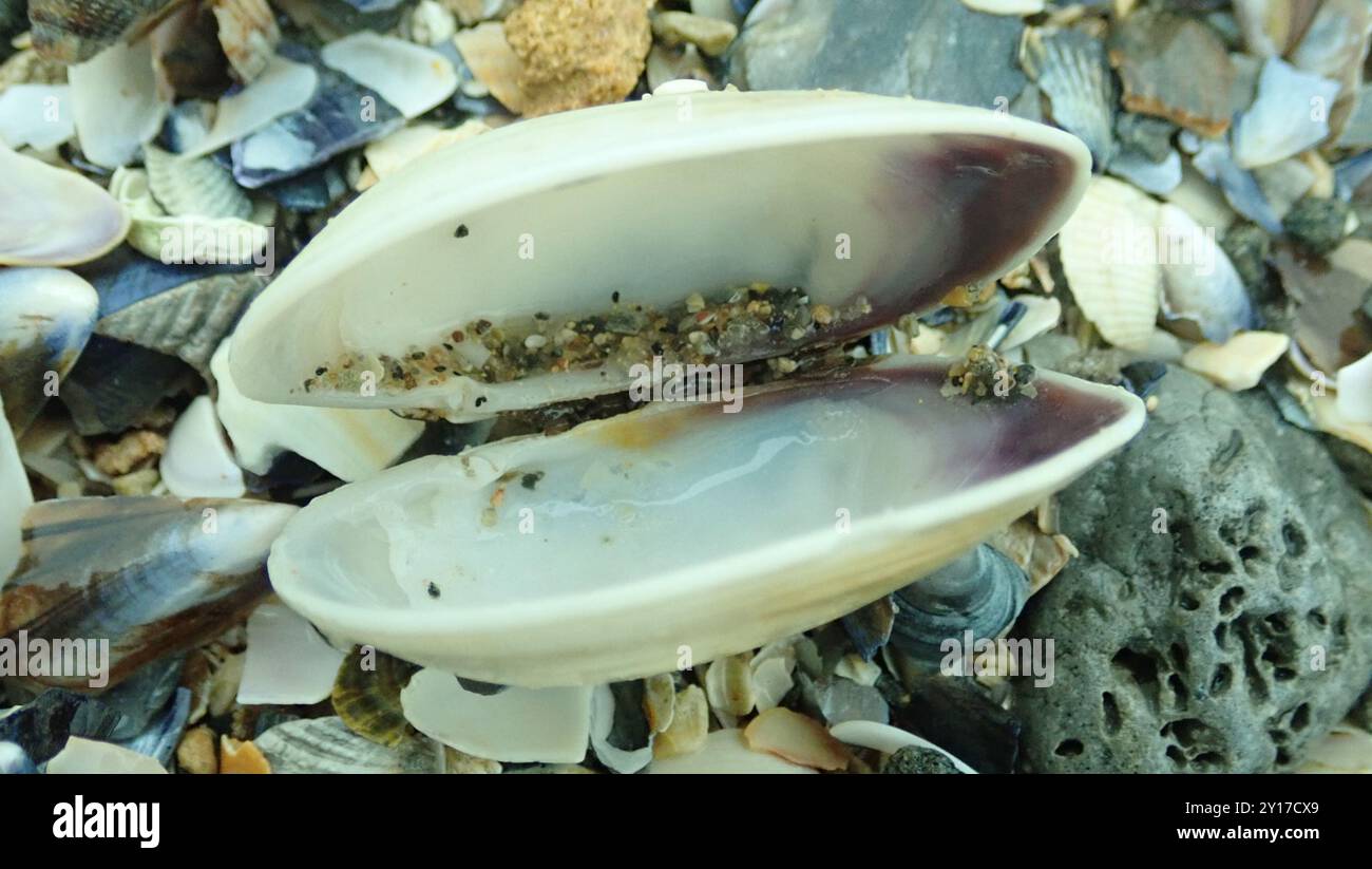 Venerupis corrugata hi-res stock photography and images - Alamy