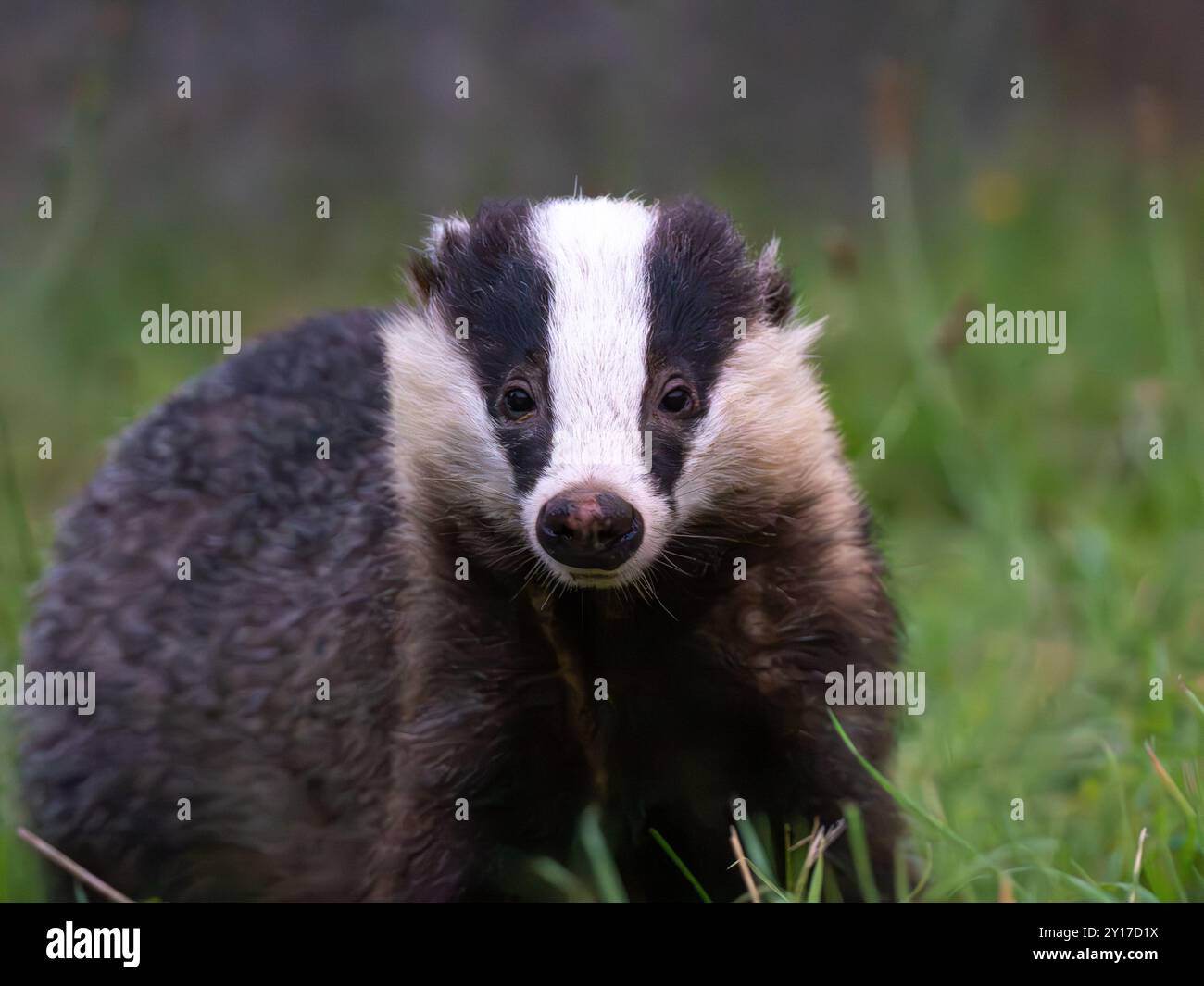 Wild Badger [ meles meles] up close in the city of Bristol ,UK Stock Photo