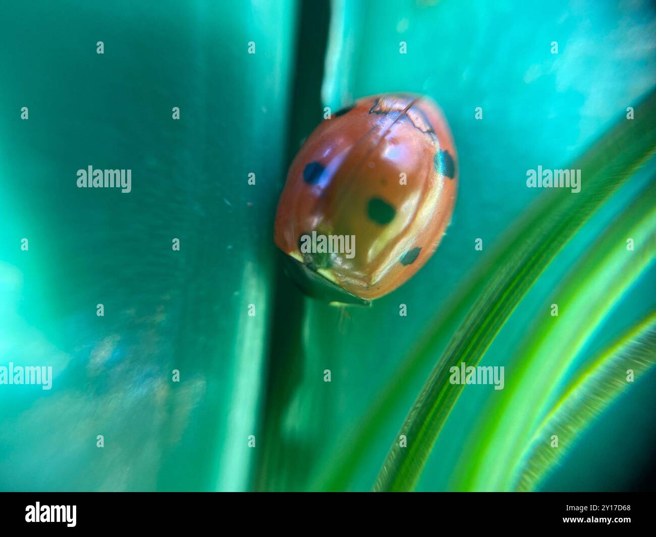 Seven Insect Seven-spotted Lady Beetle (Coccinella septempunctata) Insecta Stock ...