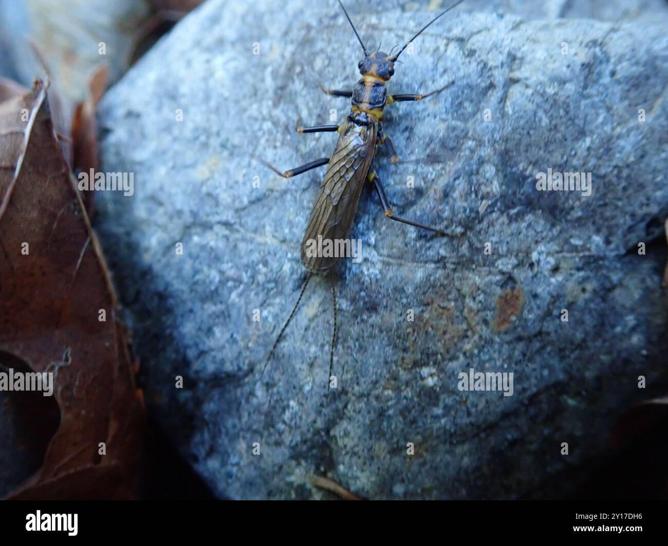 Spring Stonefly Springfly hi-res stock photography and images - Alamy