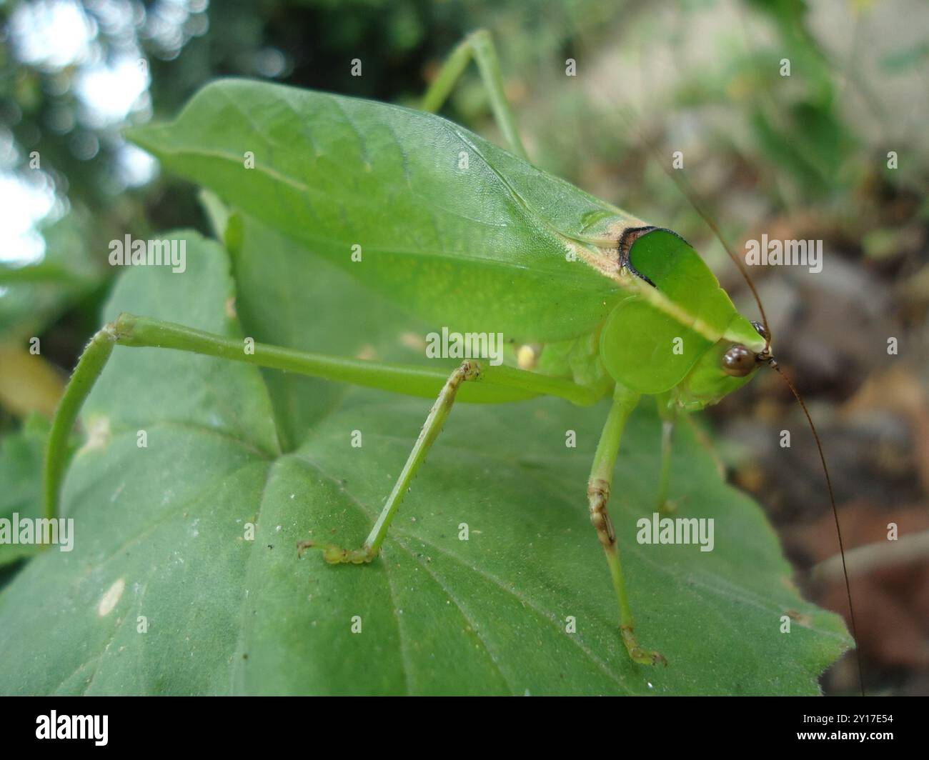 Neotropical Giant Katydids (Stilpnochlora) Insecta Stock Photo - Alamy