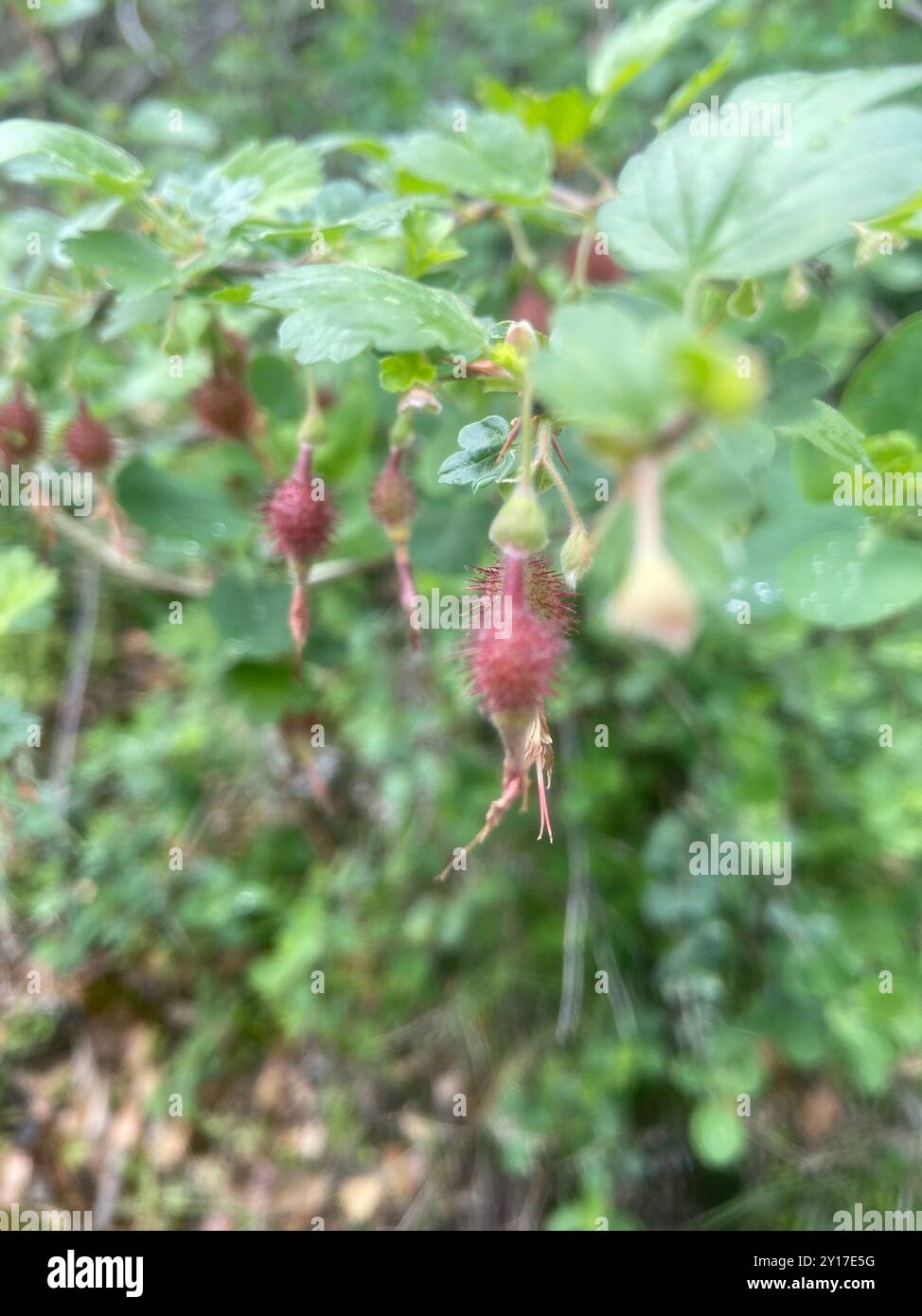 Sierra Gooseberry (Ribes roezlii) Plantae Stock Photo - Alamy