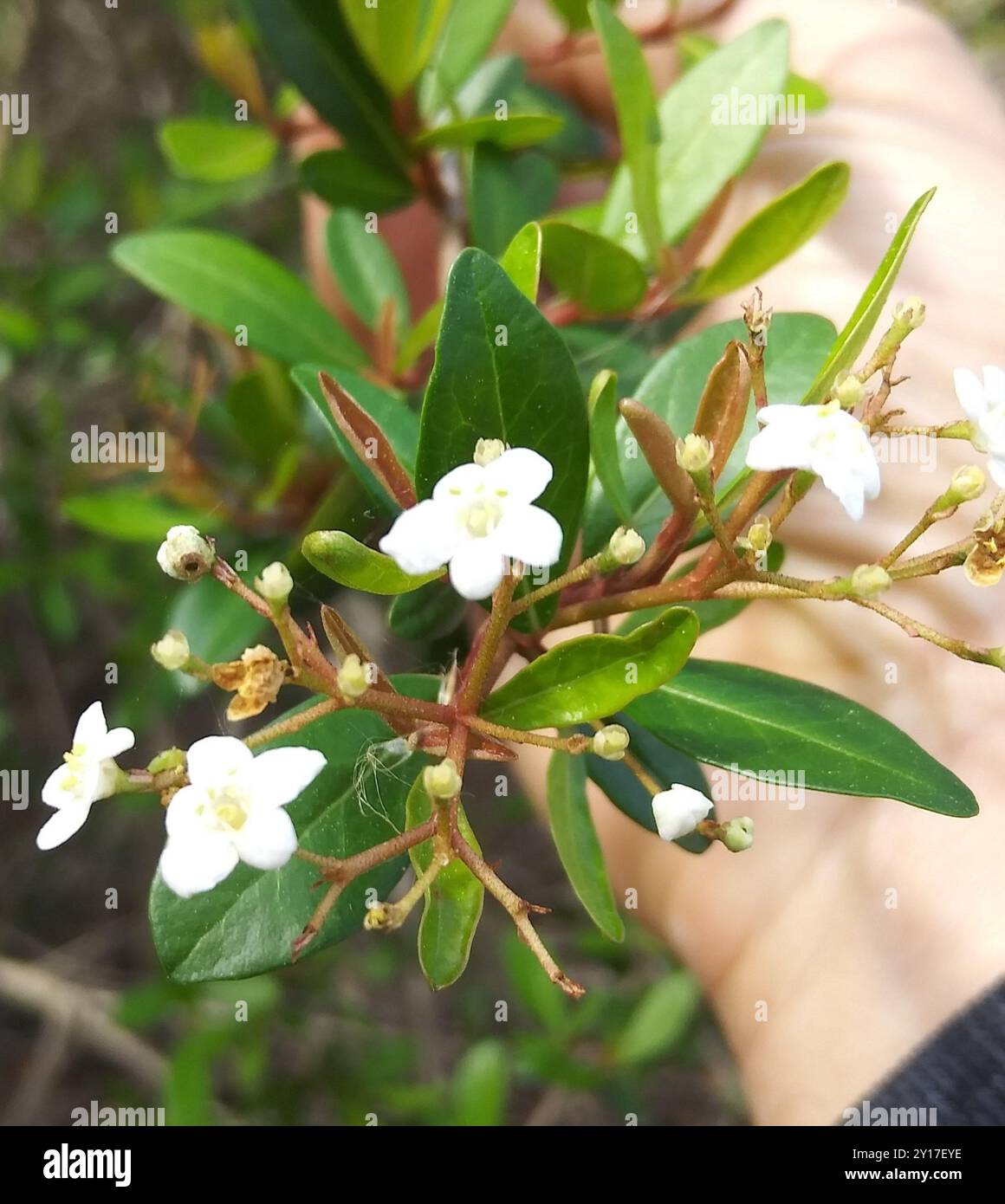 Walter's Viburnum (Viburnum obovatum) Plantae Stock Photo - Alamy