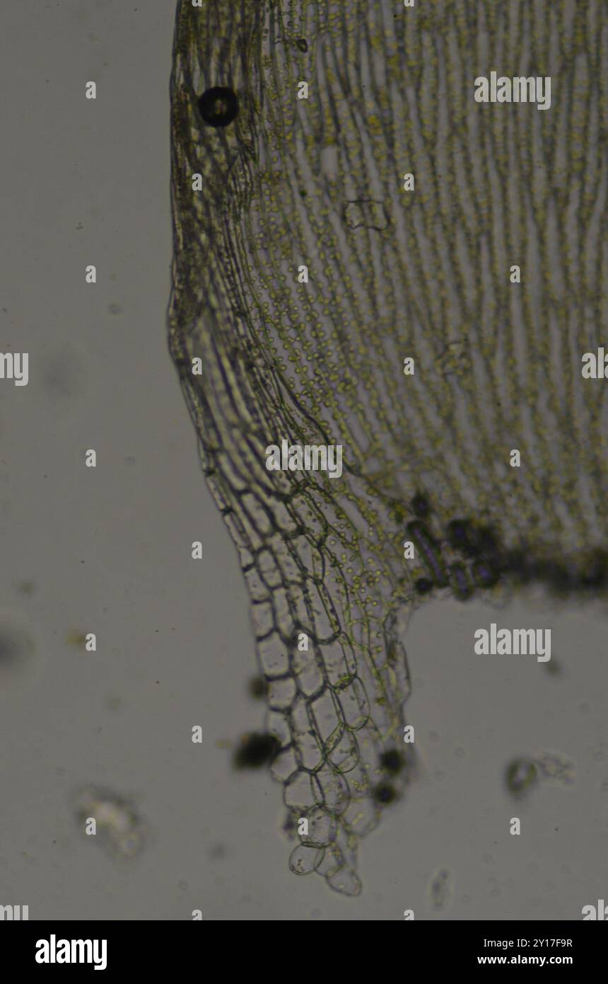 Toothed Plagiothecium Moss (Plagiothecium denticulatum) Plantae Stock ...