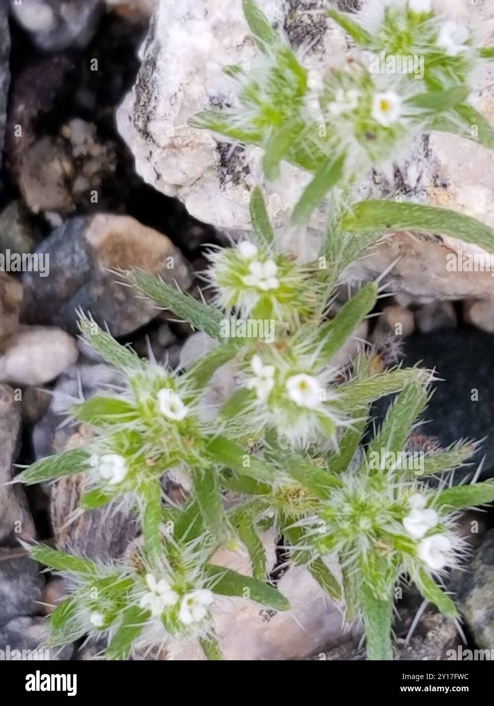 Guadalupe cryptantha (Cryptantha maritima) Plantae Stock Photo - Alamy