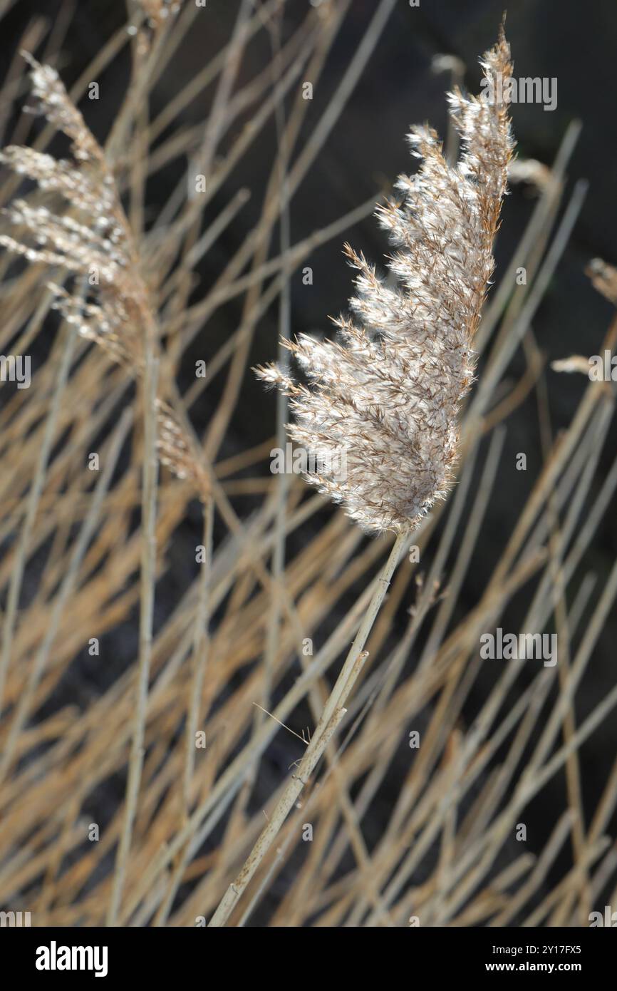European reed (Phragmites australis australis) Plantae Stock Photo - Alamy
