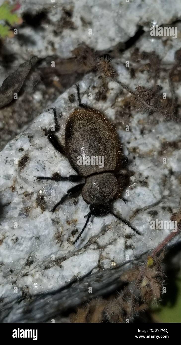 Woolly Darkling Beetle (Eleodes osculans) Insecta Stock Photo - Alamy