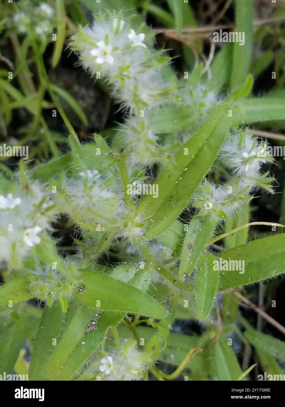 bearded cryptantha (Cryptantha barbigera) Plantae Stock Photo - Alamy