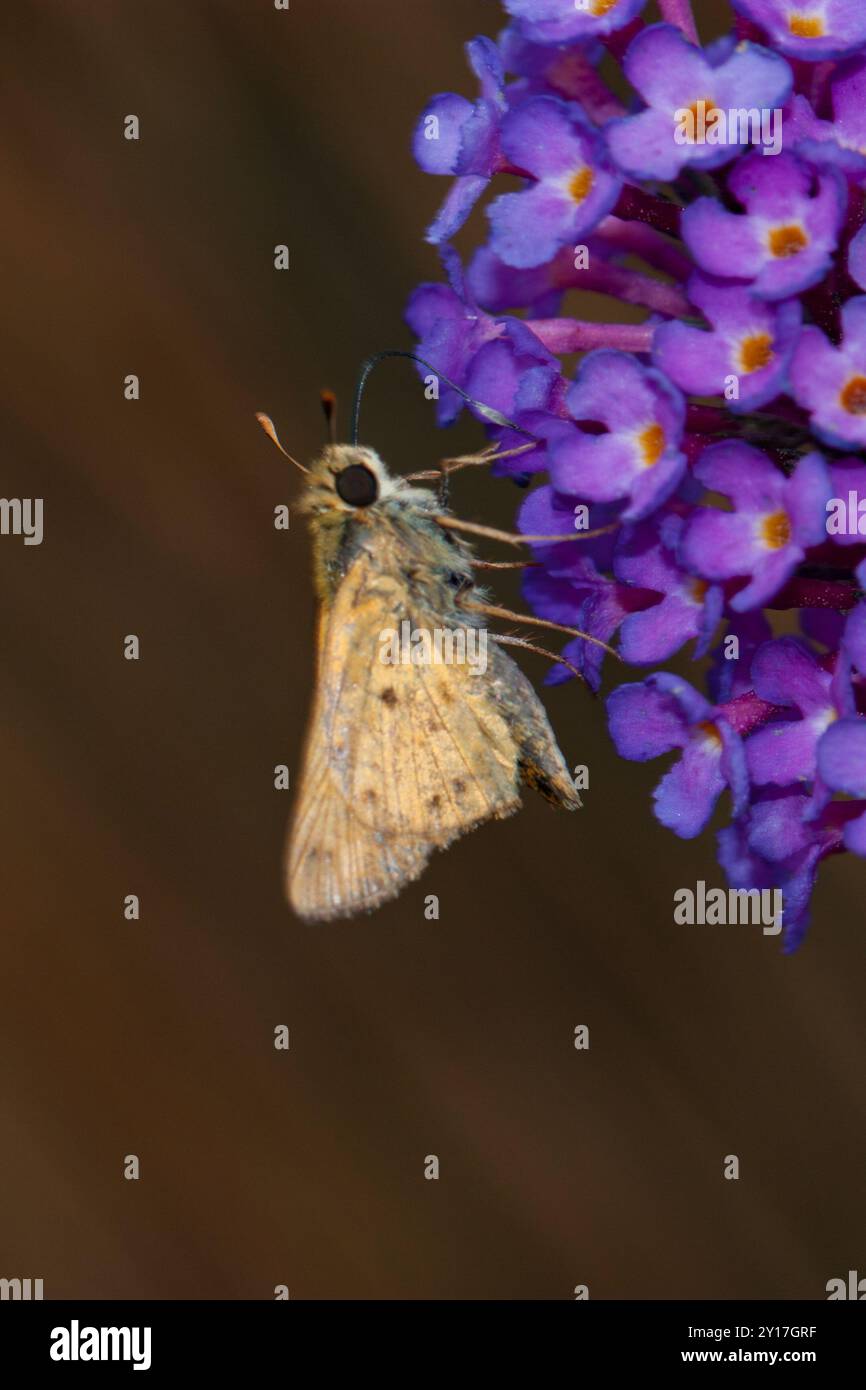 Fiery Skipper (Hylephila phyleus) Insecta Stock Photo - Alamy