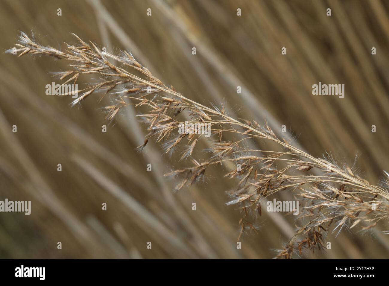 European reed (Phragmites australis australis) Plantae Stock Photo - Alamy