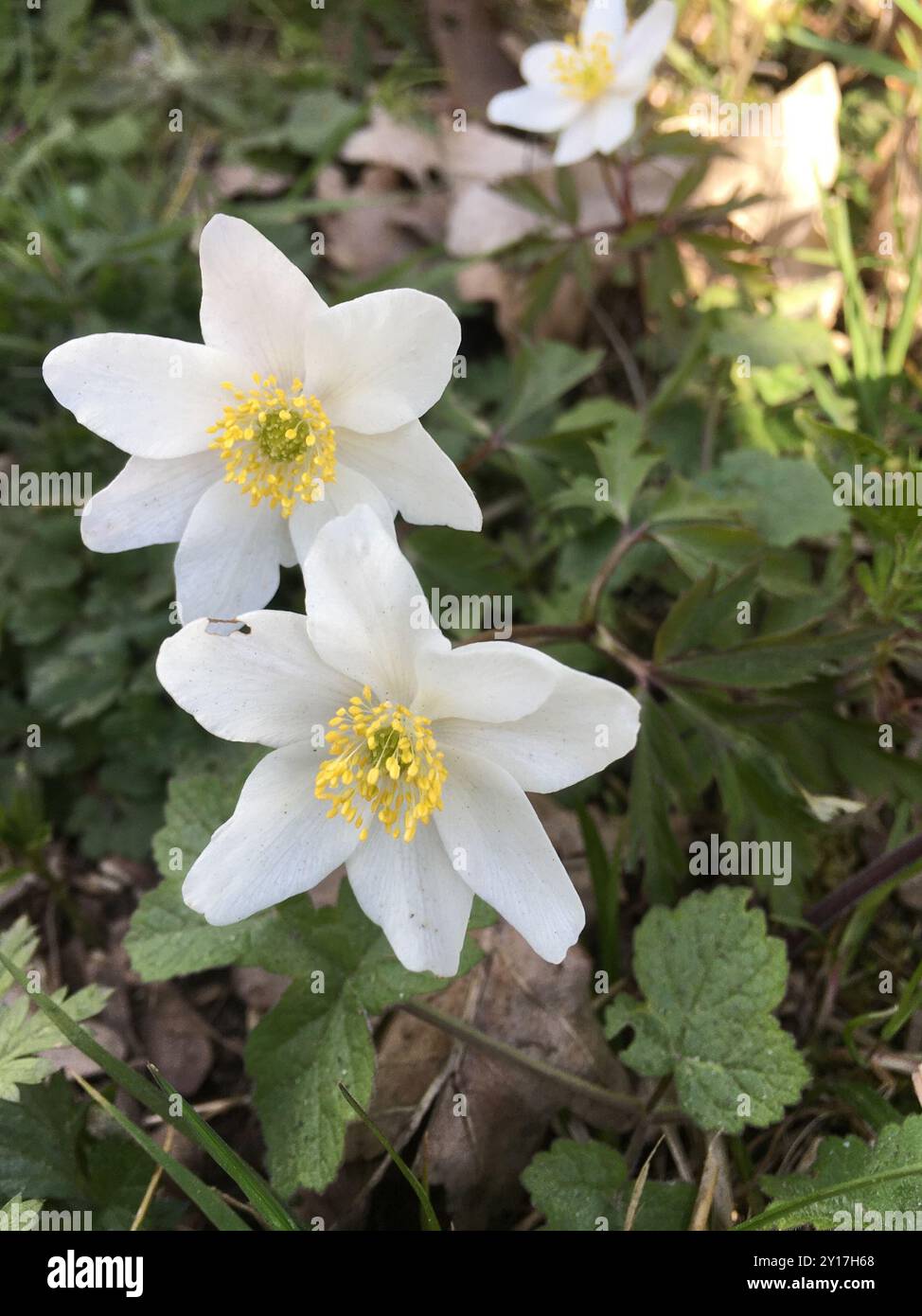 wood anemone (Anemonoides nemorosa) Plantae Stock Photo - Alamy