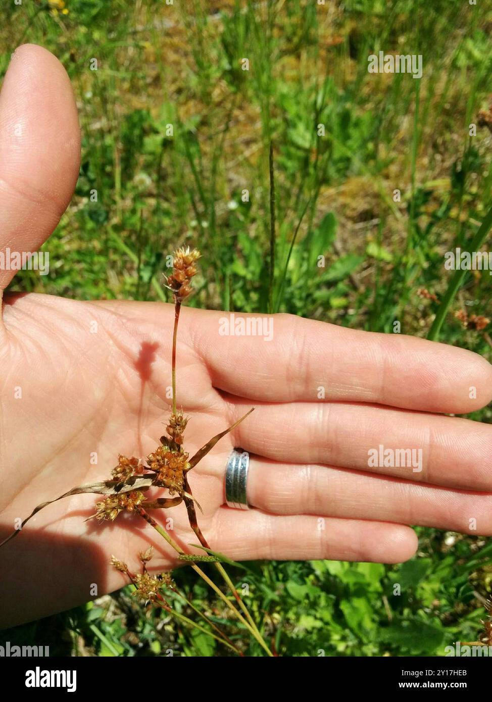 woodrushes (Luzula) Plantae Stock Photo - Alamy