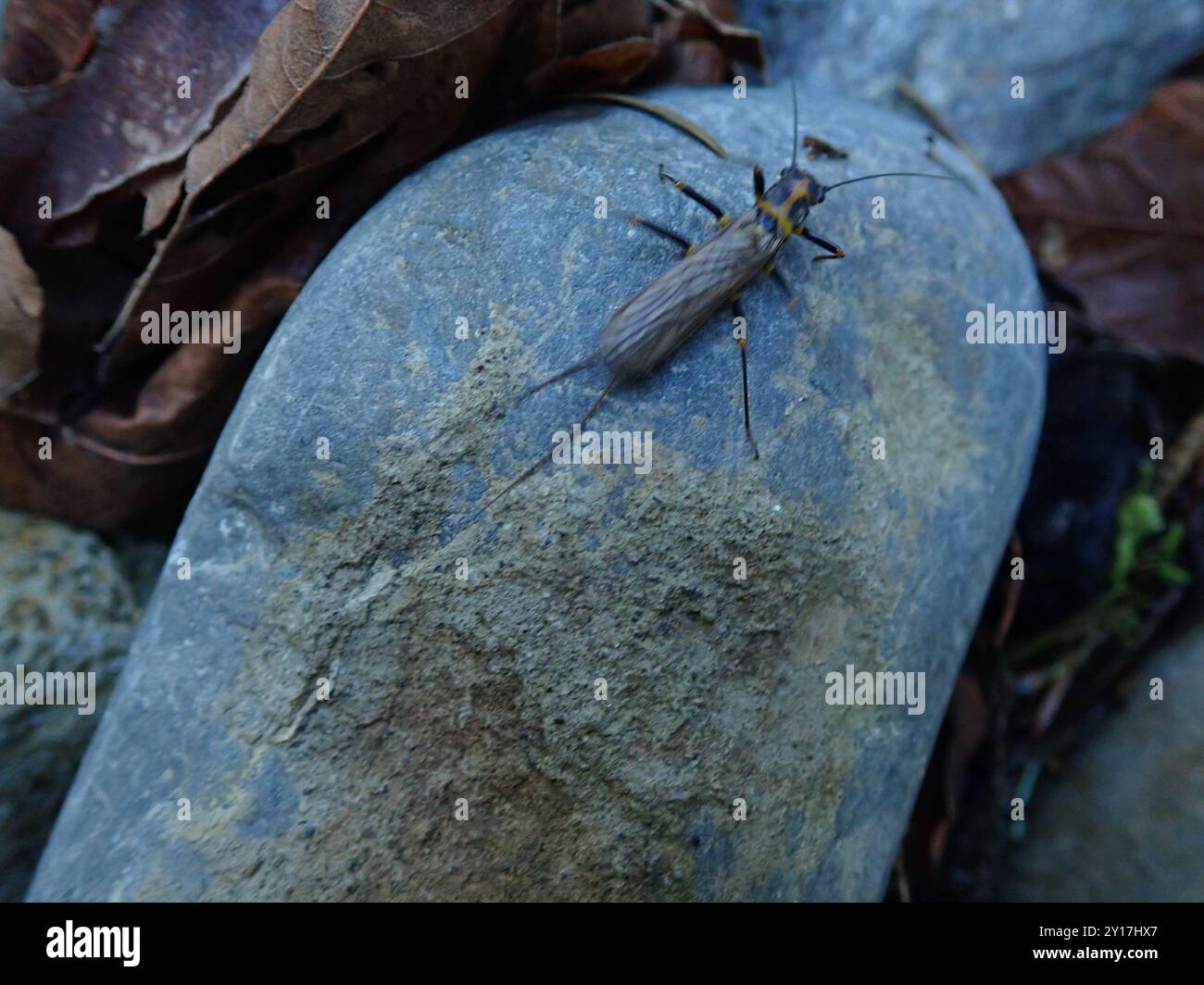 Spring Stonefly Springfly hi-res stock photography and images - Alamy