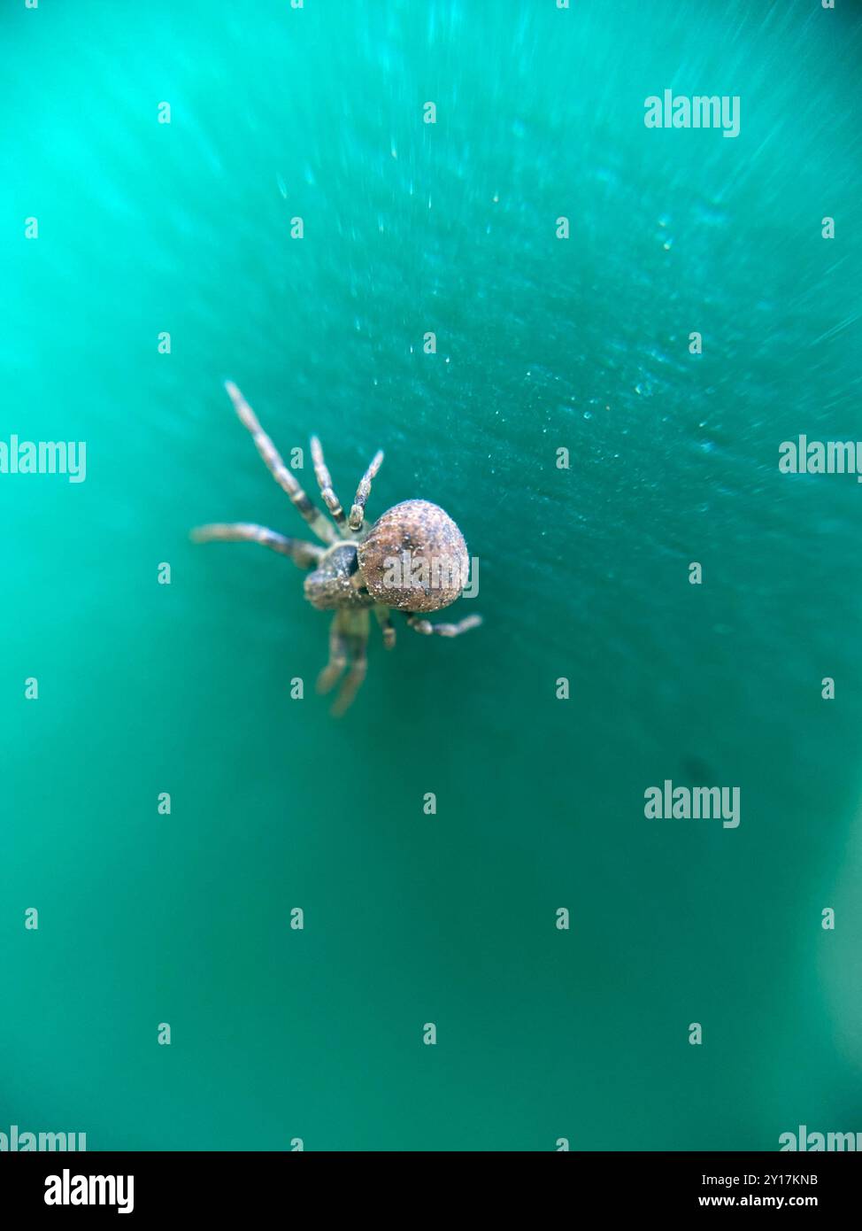 Leaflitter Crab Spiders (Ozyptila) Arachnida Stock Photo - Alamy