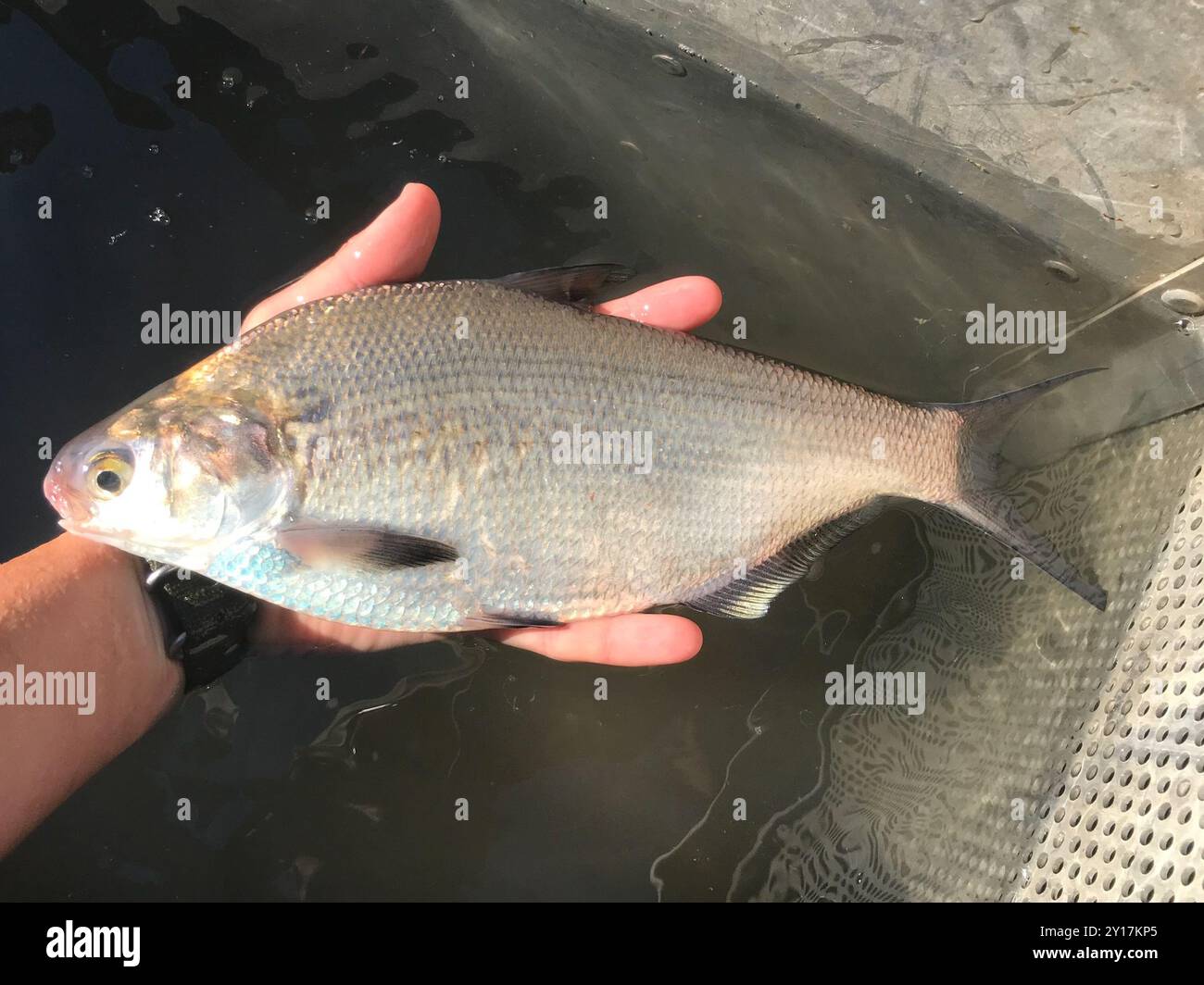 Storm WildEye Live Gizzard Shad | Karl’s Bait & Tackle