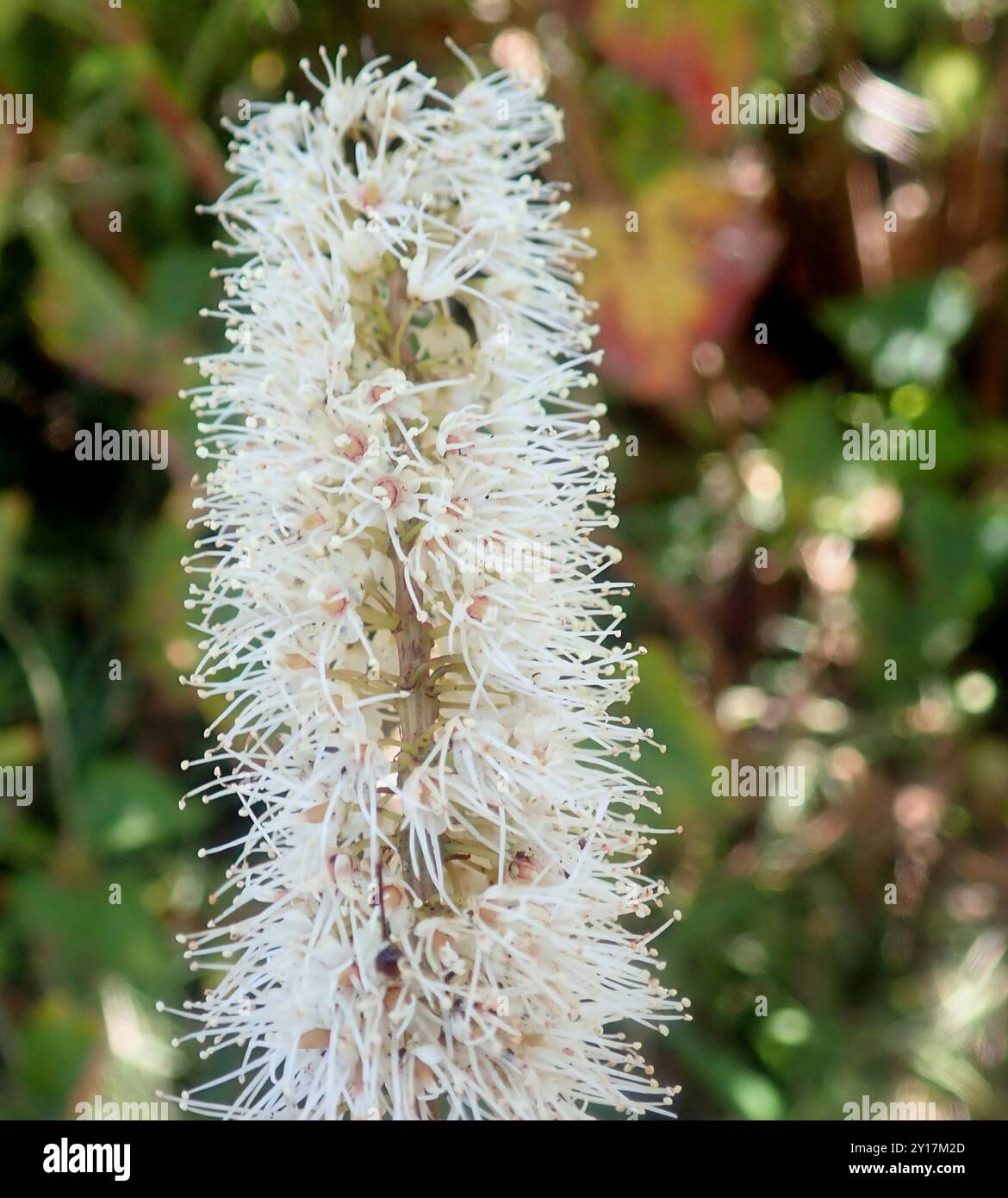 butterspoon tree (Cunonia capensis) Plantae Stock Photo - Alamy