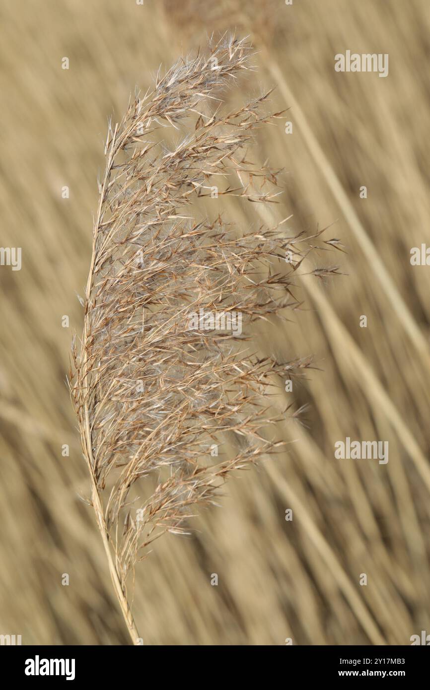 European reed (Phragmites australis australis) Plantae Stock Photo - Alamy