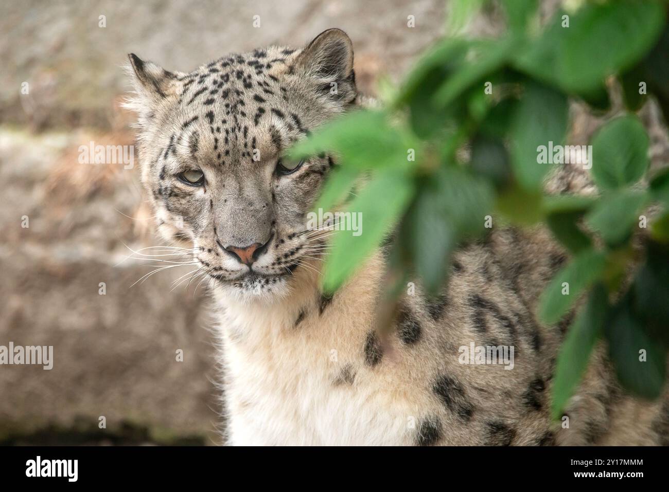 Snow Leopard Stock Photo