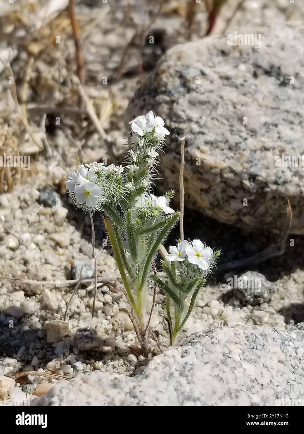 narrow-leaved cryptantha (Johnstonella angustifolia) Plantae Stock ...