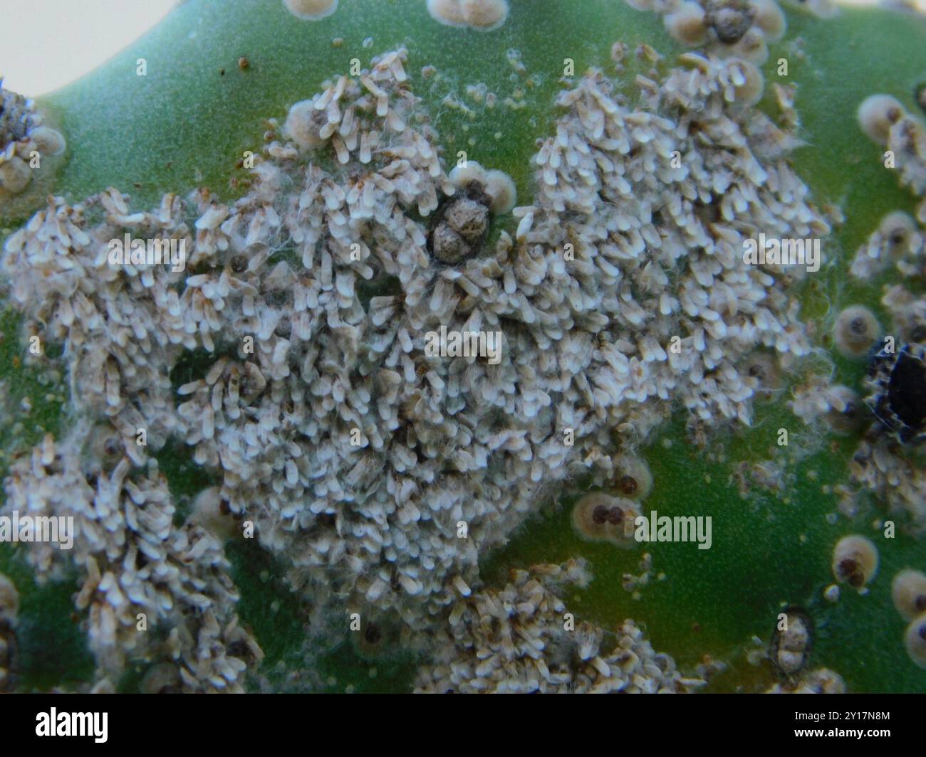 prickly pear scale (Diaspis echinocacti) Insecta Stock Photo - Alamy